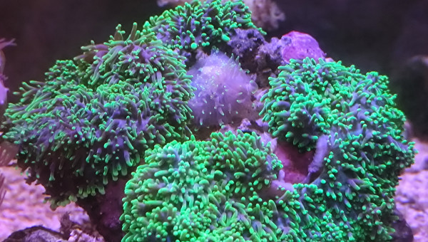 Ici on voit bien que la bouche de cette ricordea n'est pas cicatrisée. Encore.