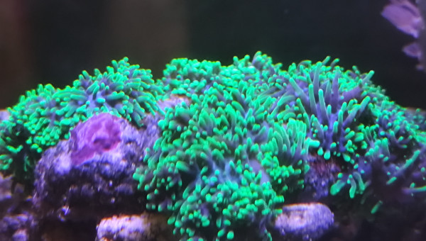 La tri ricordea Yuma vert