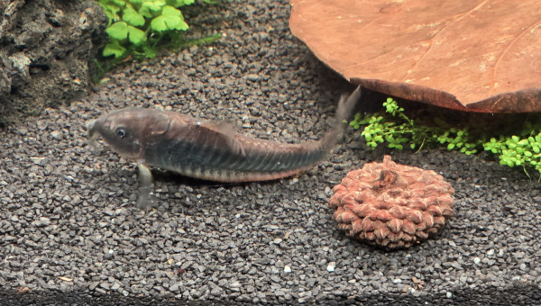 Corydoras black Venezuela