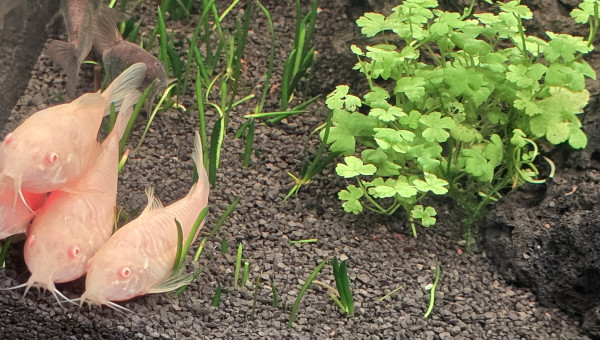 Corydoras aeneus albinos