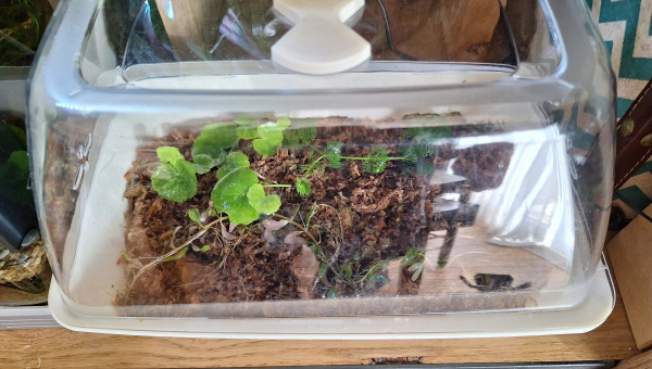 Transition aquatique- terrestre