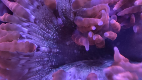 Mes deux anémones crucifer