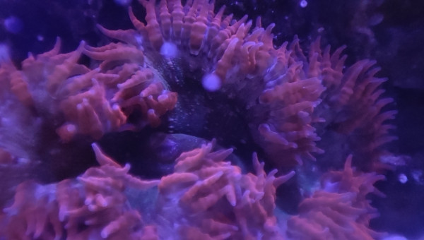 Mes deux anémones crucifer