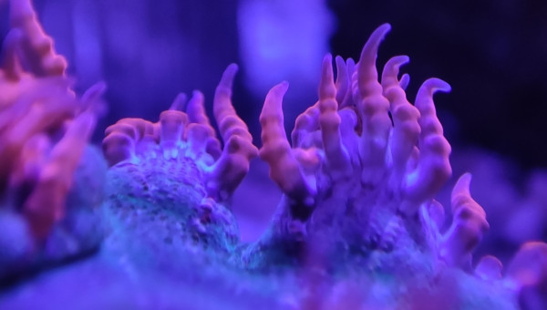 Mes deux anémones crucifer