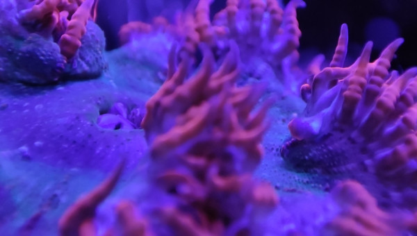 Mes deux anémones crucifer