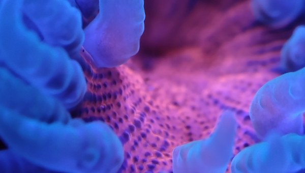 Mes deux anémones crucifer