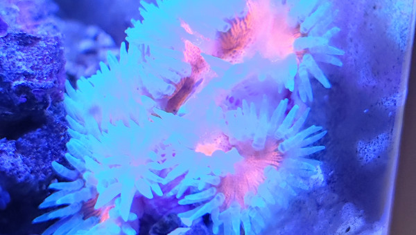 Mes deux anémones crucifer