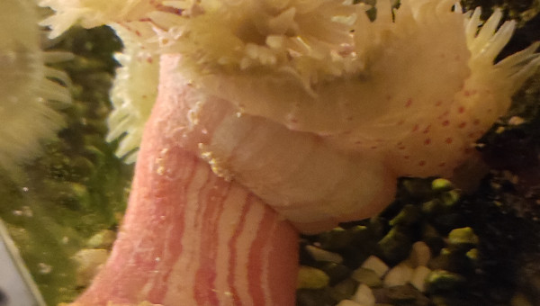 Mes deux anémones crucifer