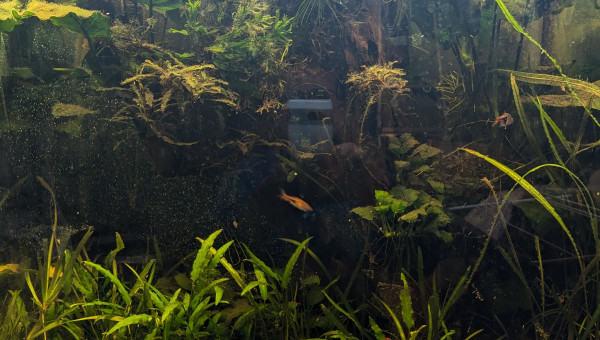 Remise en forme / phase 2