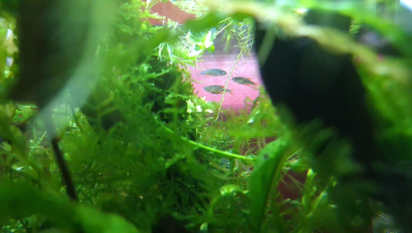 Ajout de 10 truites dans le bac