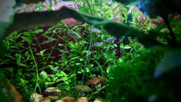 Gribites devra-a-t-il changer de nom ?