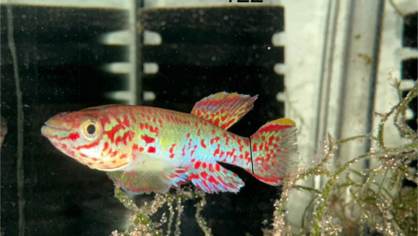 Mâle Fundulopanchax nigerianus Innidere