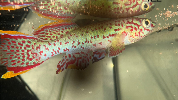 Mâle Fundulopanchax nigerianus innidere