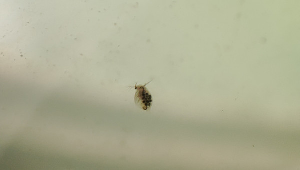 Bebetes plein d'œufs