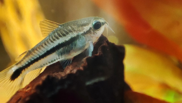 Corydoras pygmés