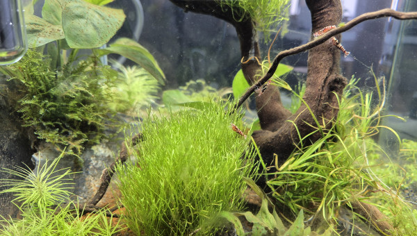 Ajout 10 caridinas Pinto Red