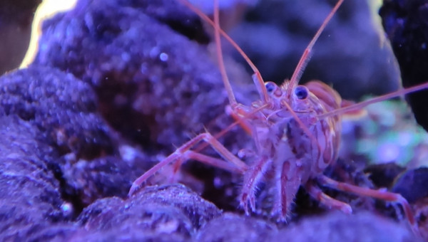 Mes crevettes vont me faire des bébés