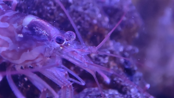 Mes crevettes vont me faire des bébés