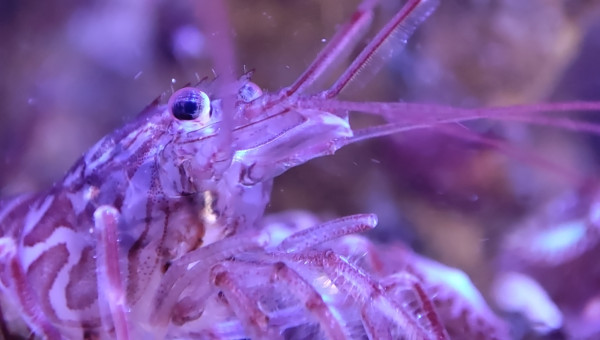 Mes crevettes vont me faire des bébés