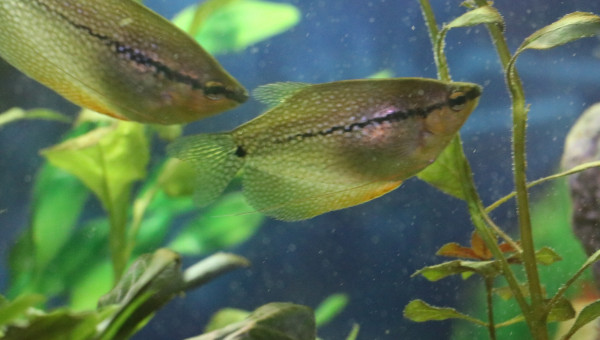Deux gouramis