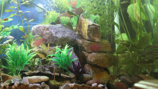 Tour de pierres dans l'aquarium