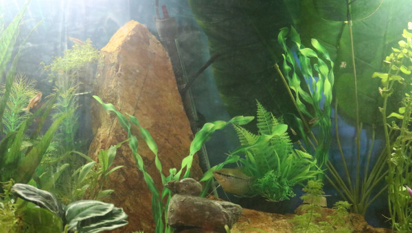 Grosse pierre (hauteur +/- 40 cm) un gourami et un canard