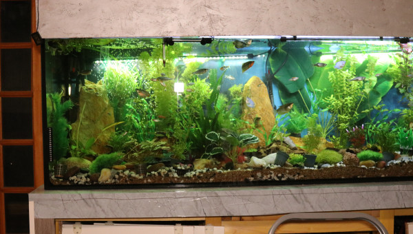 Coté gauche d'aquarium