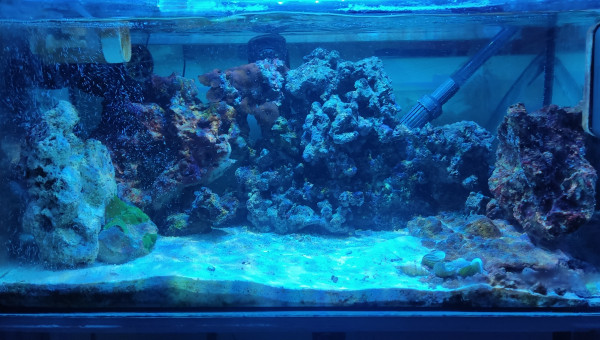 BAC récifal de 60 litres