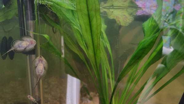 LE CANYON  OCCITAN nettoyage