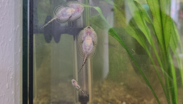 LE CANYON  OCCITAN nettoyage