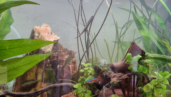 LE CANYON  OCCITAN en janvier 2025