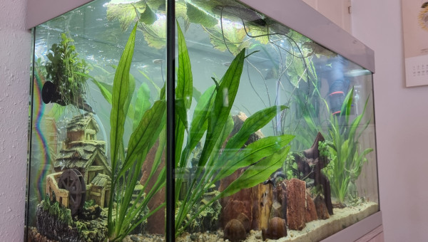 LE CANYON  OCCITAN en janvier 2025