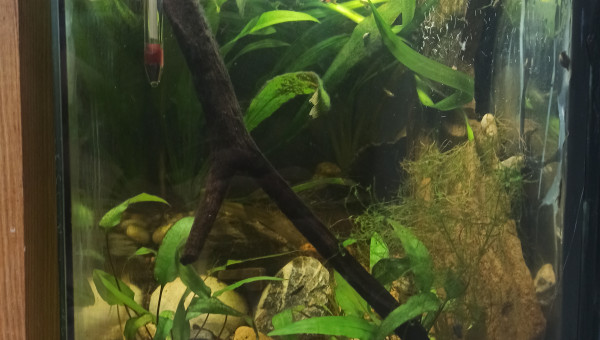 Partie aquatique du paludarium vue de face