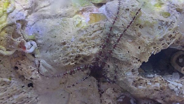 Une ophiure est proche de l'étoile de mer