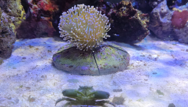 Sarconfiton Ehrenbergi (corail cuir) Origine Indo-Pacifique + crabe MITRAX