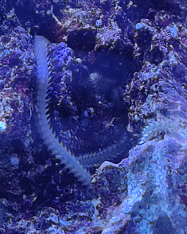 Ver polychète Nereis, Eurythoe