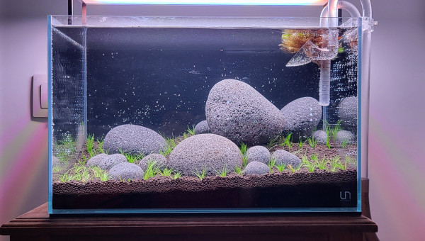 Le bac est planté !