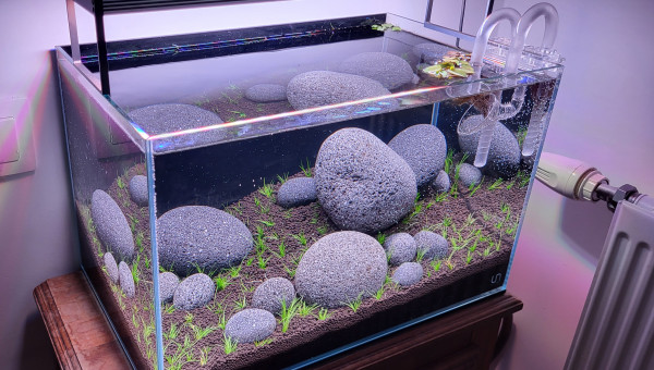 Le bac est planté !