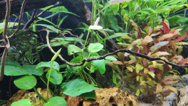 Fleur anubias