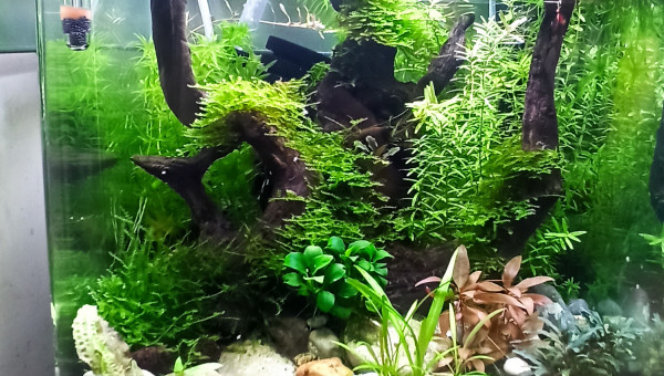 Deux mois après la mise en route du 31 l