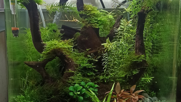 Deux mois après la mise en route du 31 l