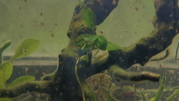 Une petite métropole à daphnies...