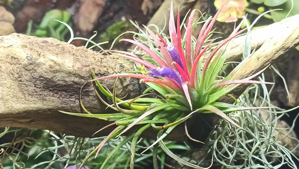 Premières fleurs du paludarium en 2025