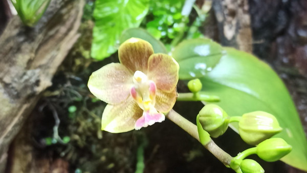 Premières fleurs du paludarium en 2025