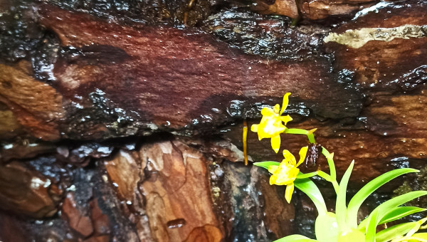 Premières fleurs du paludarium en 2025