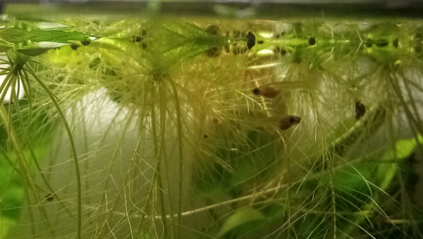 Compartiment de petite tête noire. 28l net 38Lbrut