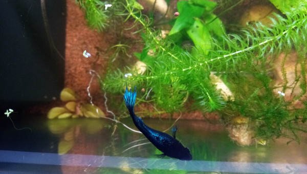 Compartiment de petite tête noire. 28l net 38Lbrut