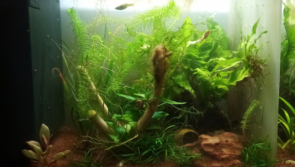 Compartiment de petite tête noire. 28l net 38Lbrut