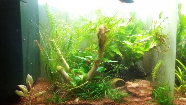 Compartiment de petite tête noire. 28l net 38Lbrut