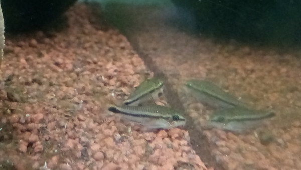 Compartiment de Grosse Betta (plakat)